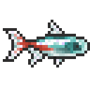 Neon Tetra